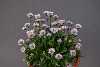 <em>Erigeron alpinum</em>